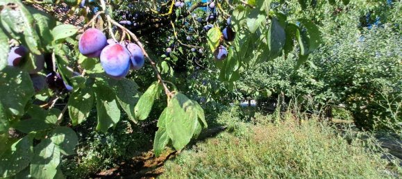 4-Zimmer Gewerbliche Immobilie in Neumarkt im Hausruckkreis, Austria, Nr. 79489 19