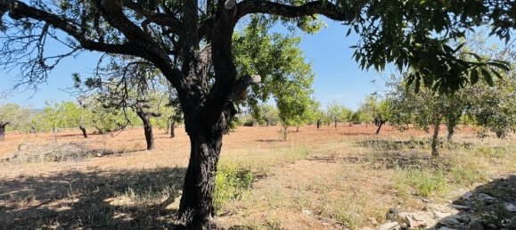 2 bedrooms House in Algaida, Spain No. 14628 12