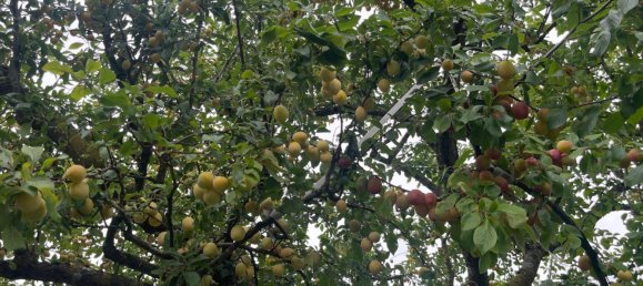 Adosado de 6 dormitorios en Lippe, Germany No. 367311 6