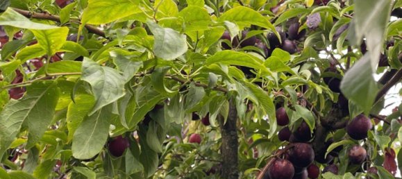 Adosado de 6 dormitorios en Lippe, Germany No. 367311 10