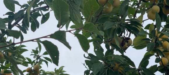 Adosado de 6 dormitorios en Lippe, Germany No. 367311 8