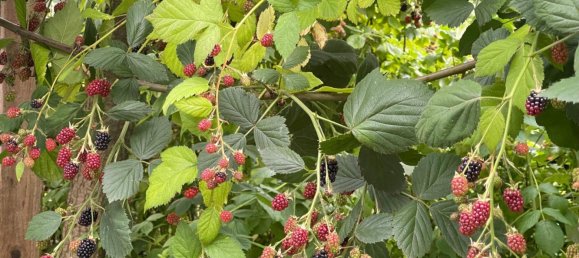 Adosado de 6 dormitorios en Lippe, Germany No. 367311 12