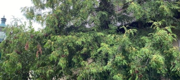  Castillos de 8 habitaciónes en Gumpoldskirchen, Austria No. 201003 2