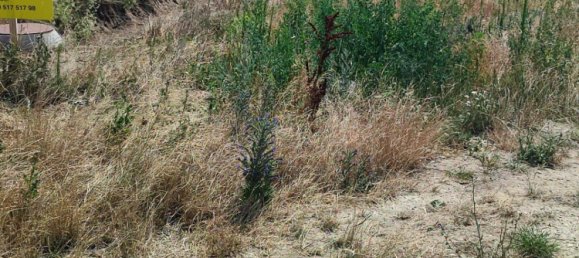  Land in Purbach am Neusiedler See, Austria No. 137596 5