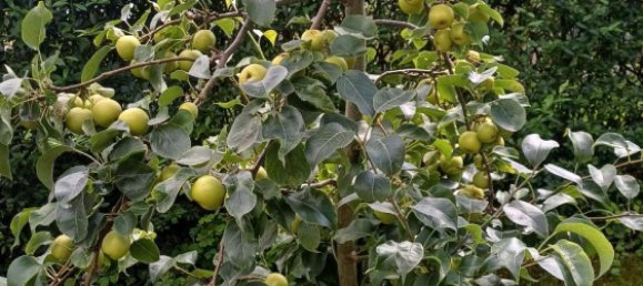 Grundstück in Märkisch-Oderland, Germany, Nr. 237973 7