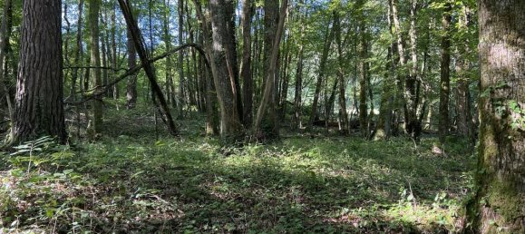 Земельный участок 14696м² в Брив-ла-Гайард, Франция № 97257 2