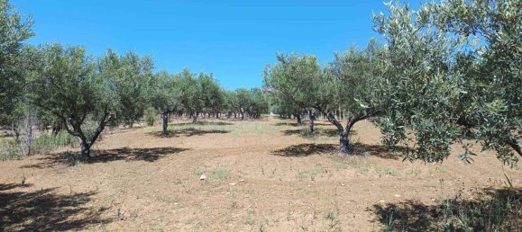 5120m² Land in Balestrate, Italy No. 275529 9