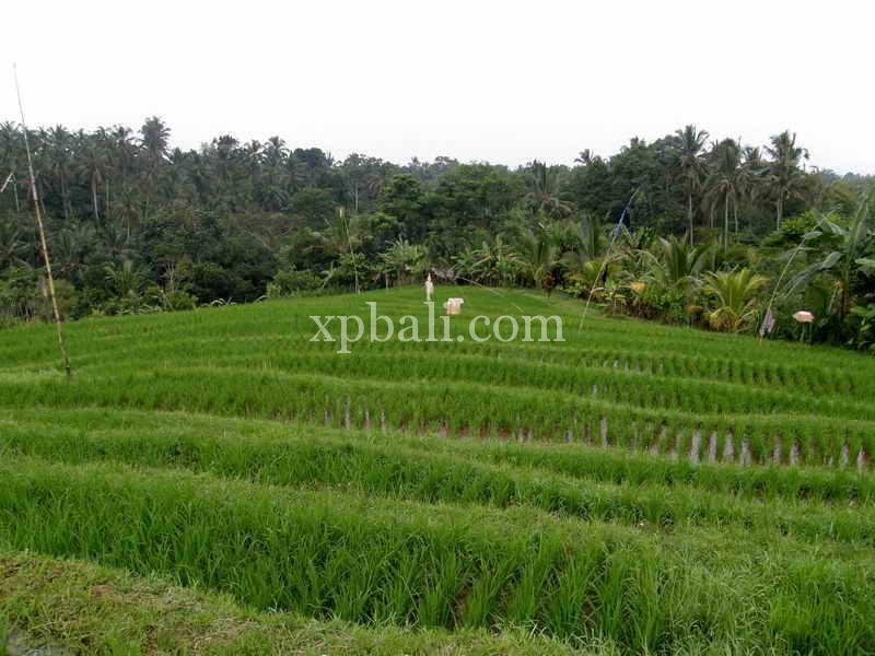 Terrain à Tabanan, Indonesia 4650m² No. 3814