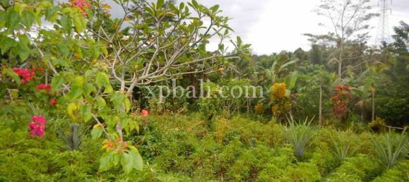 Terrain à Tabanan, Indonesia 4650m² No. 3814 3