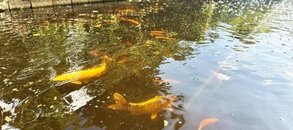 8-Zimmer Haus in Demmin, Germany, Nr. 267107 32