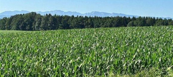 4-Zimmer Haus in Neukirchen an der Vöckla, Austria, Nr. 210398 13