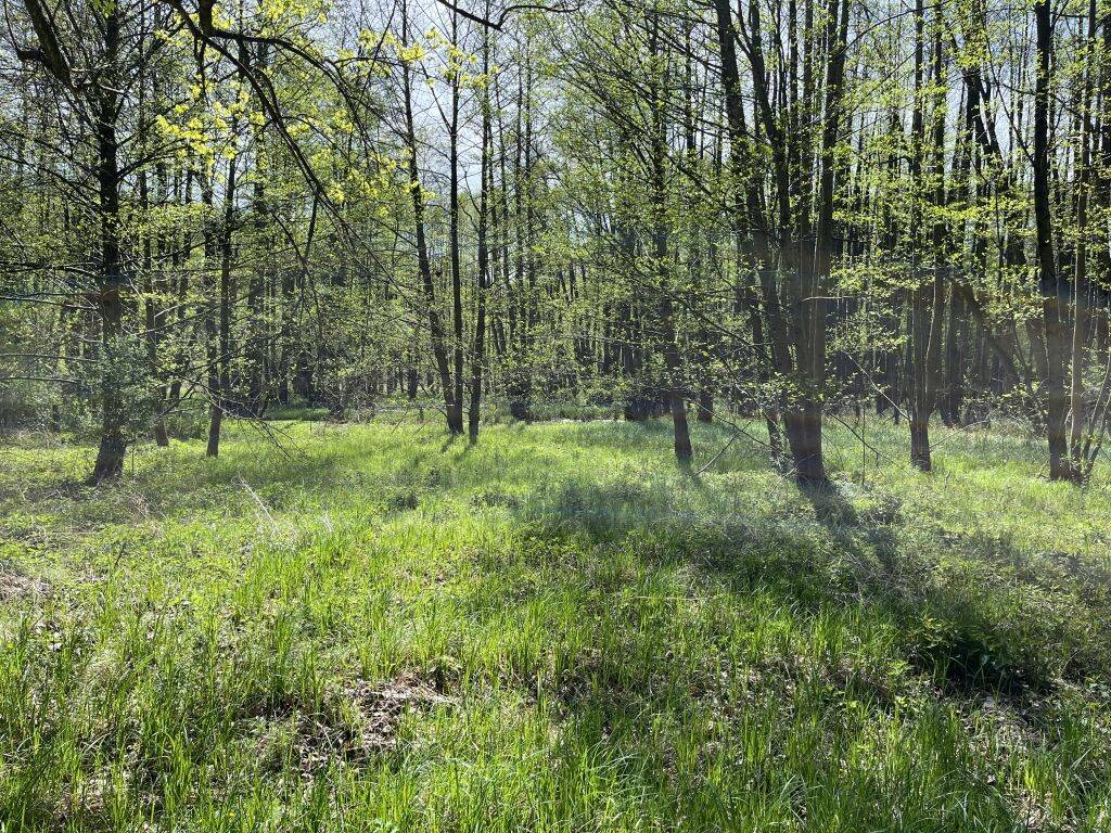 Terrain à Barnim, Germany No. 328492