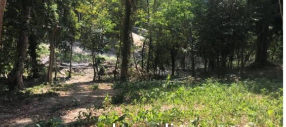 Земельный участок в Кату, Таиланд № 26462 6