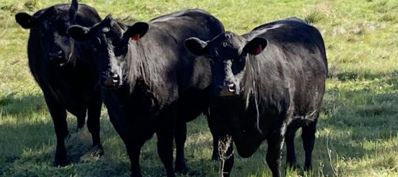 7 Schlafzimmer Bauernhof in Carrick, Australia, Nr. 799 4