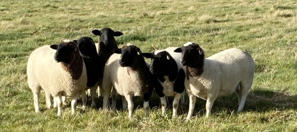 7 Schlafzimmer Bauernhof in Carrick, Australia, Nr. 799 5