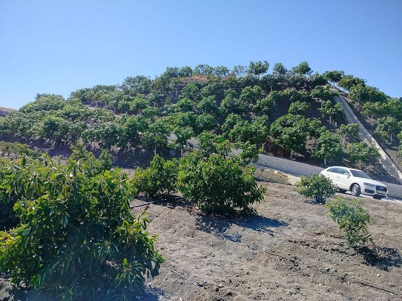 11000m² Land in Benamocarra, Spain No. 222031