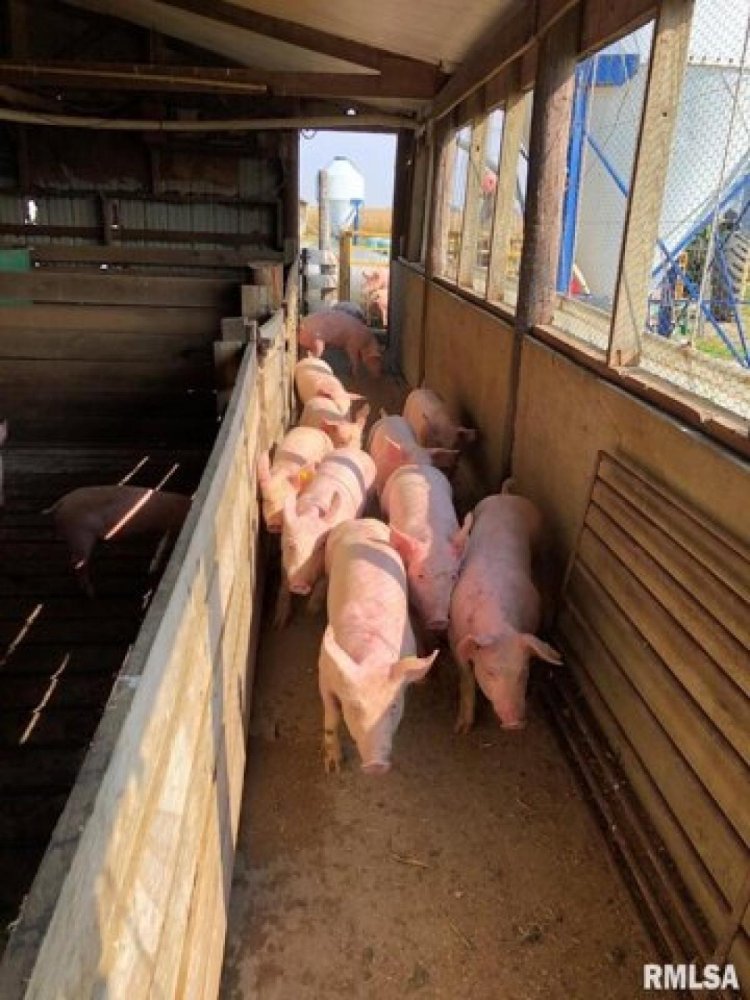  Land in Beason, USA No. 488293