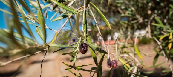 5 غرف نوم منزل في Meirinhos, Portugal رقم 90489 3