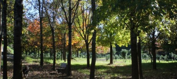 50650m² Land in Carregal do Sal, Portugal No. 89058 12