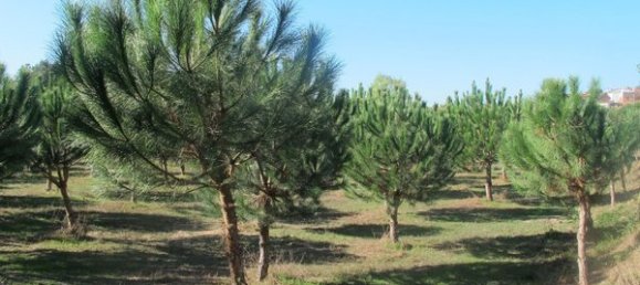 50650m² Land in Carregal do Sal, Portugal No. 89058 11