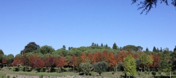 50650m² Land in Carregal do Sal, Portugal No. 89058 4