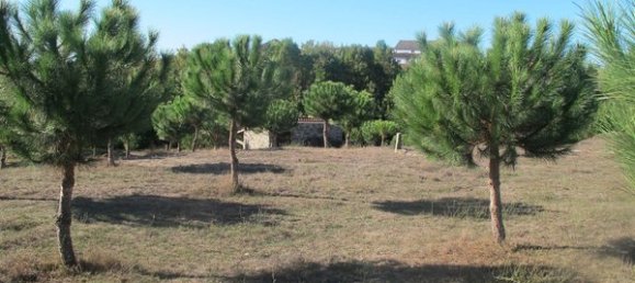 50650m² Land in Carregal do Sal, Portugal No. 89058 18