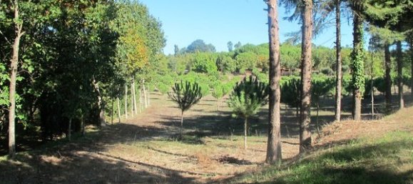 50650m² Land in Carregal do Sal, Portugal No. 89058 13