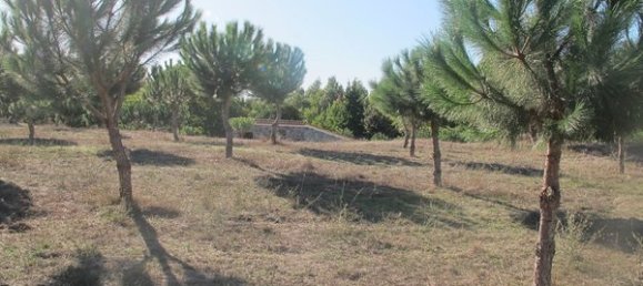 50650m² Land in Carregal do Sal, Portugal No. 89058 17