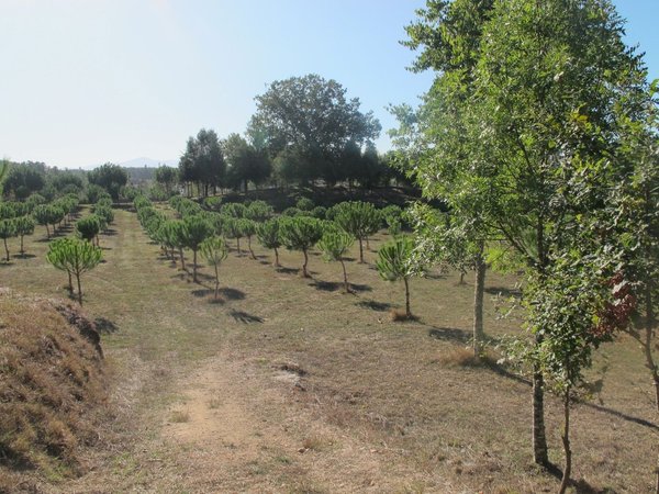 50650m² Land in Carregal do Sal, Portugal No. 89058