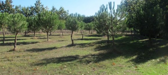 50650m² Land in Carregal do Sal, Portugal No. 89058 20