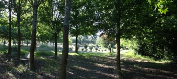 50650m² Land in Carregal do Sal, Portugal No. 89058 9