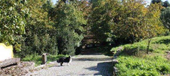 50650m² Land in Carregal do Sal, Portugal No. 89058 23