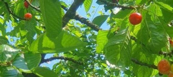 2 bedrooms House in Maissau, Austria No. 158948 10