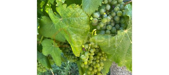 5 غرف نوم منزل في Lousada, Portugal رقم 128576 3