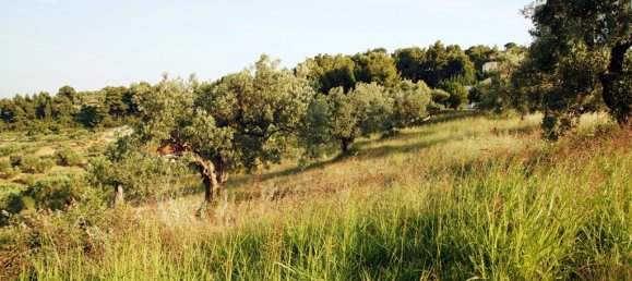 7700m² Hotel in Chalkidiki, Greece No. 7529 7