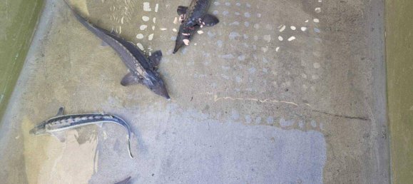 Terreno en Thalheim bei Wels, Austria No. 164206 9