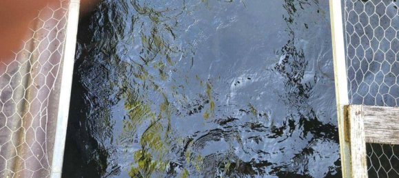 Terreno en Thalheim bei Wels, Austria No. 164206 3