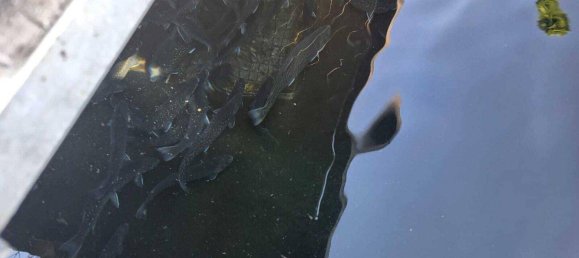 Terreno en Thalheim bei Wels, Austria No. 164206 4