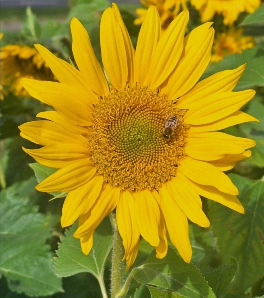 Grundstück in Oberhaag, Austria, Nr. 220134