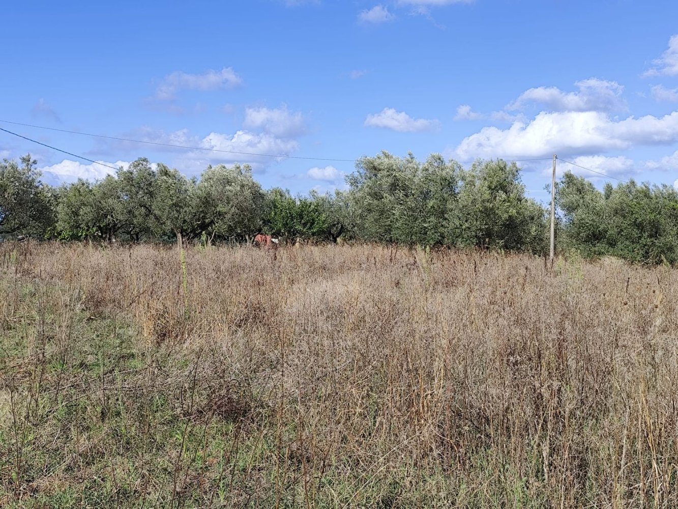 Grundstück in Marta, Italy, Nr. 338848