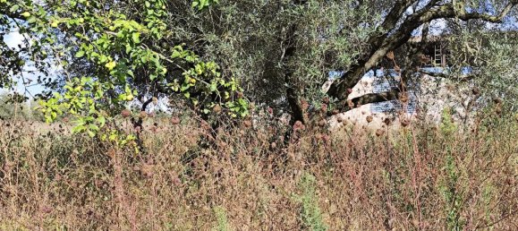 Grundstück in Marta, Italy, Nr. 338848 3