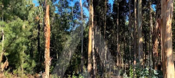 5490m² Land in Anadia, Portugal No. 89597 9