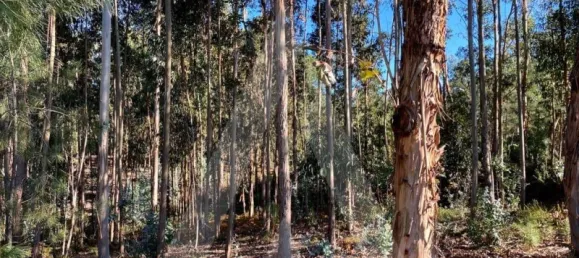 5490m² Land in Anadia, Portugal No. 89597 11