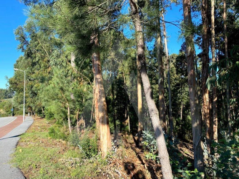 5490m² Land in Anadia, Portugal No. 89597