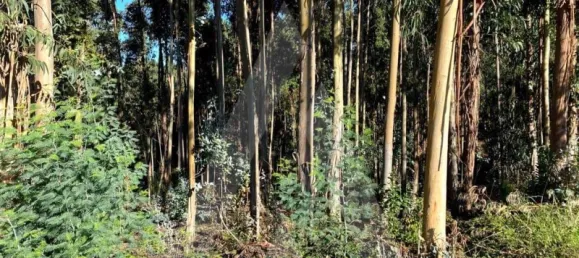 5490m² Land in Anadia, Portugal No. 89597 7