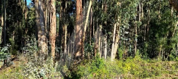 5490m² Land in Anadia, Portugal No. 89597 10