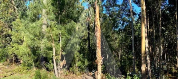 5490m² Land in Anadia, Portugal No. 89597 4