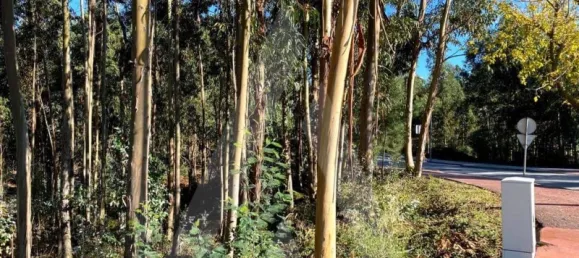 5490m² Land in Anadia, Portugal No. 89597 5