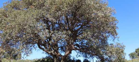 2393m² Land in Cadiz, Spain No. 18298 26