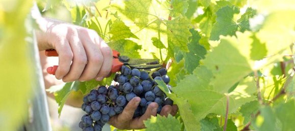 6 rooms House in Greve in Chianti, Italy No. 192515 9